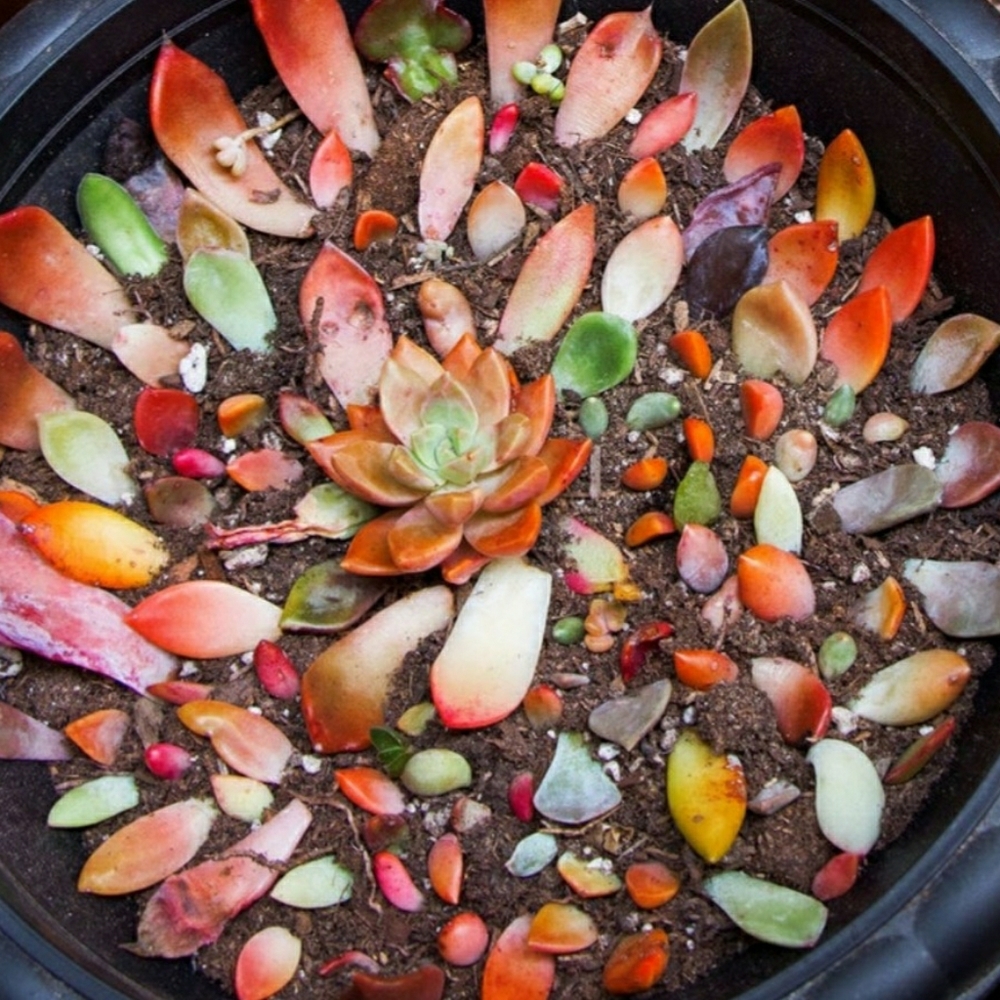 Succulent clippings sold in lots of 20 clippings